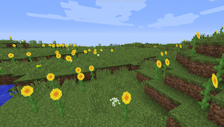 Sunflower Plains