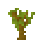 Sapling (Acacia)